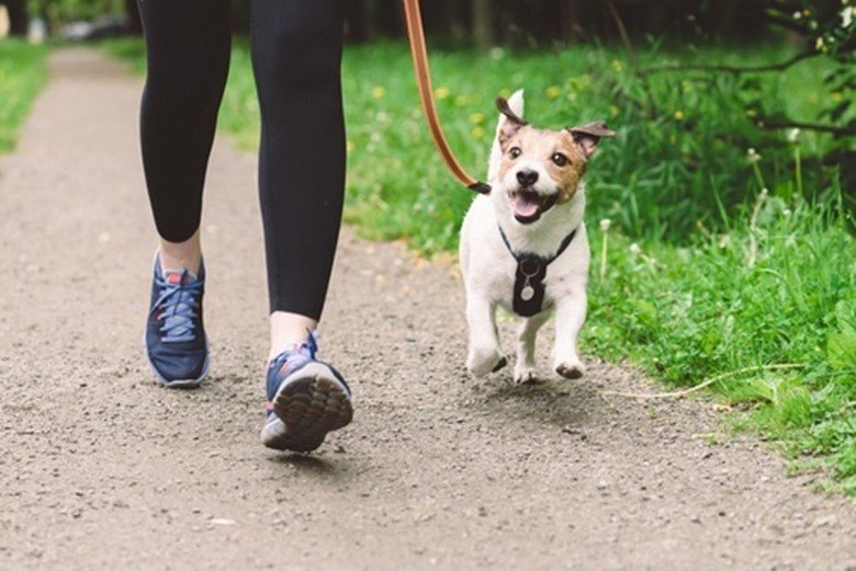 Person walking on a gravel path with a happy Jack Russell Terrier on a leash.